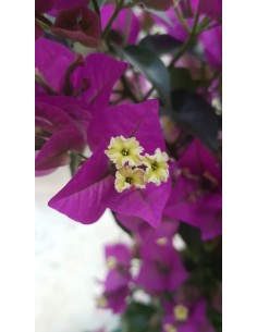 Pianta di Bouganvillea Sanderiana in Vaso da 24 cm