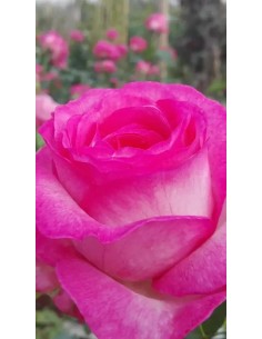 Rosa “Luisa Spagnoli” – Rosa Sfumato