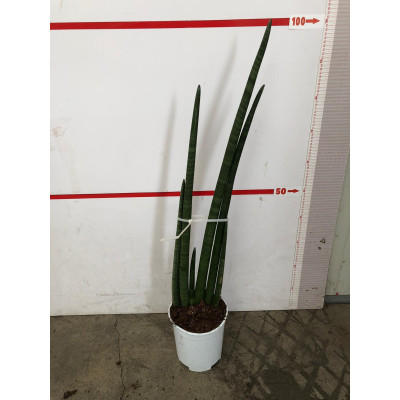 Sansevieria cylindrica vaso 19 – Pianta verde resistente