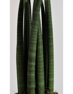 Pianta di Sansevieria Cylindrica in Vaso 19