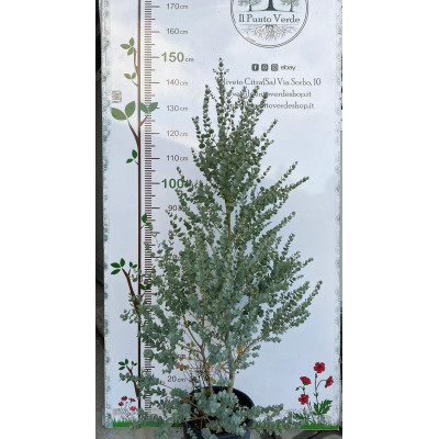 Pianta Eucalipto Azura Ø26 cm – Fogliame argentato, ideale per terrazzi e giardini | Il Punto Verde Shop