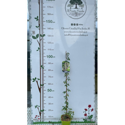 Pianta di Akebia quinata in vaso da 15 cm – rampicante ornamentale Il Punto Verde Shop
