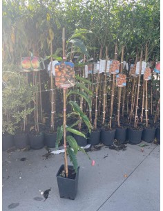 Pianta di Castagno Marrone Castel del Rio in Vaso da 15 cm 2