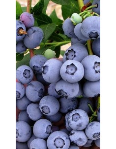 Pianta di Mirtillo Americano Gigante Nero New Hanover...