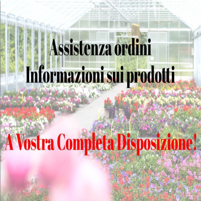 Pianta di Mirtillo Americano ‘New Hanover’ Ø20 cm – Varietà ad alto rendimento e frutti grandi | Il Punto Verde Shop