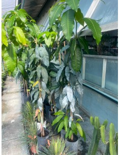 Pianta di Mango Osteen in Vaso da 15 cm 2