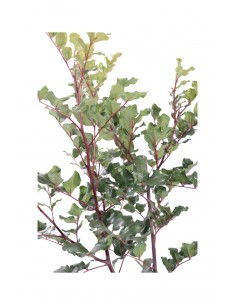 Pianta di Ceratonia Siliqua Cespuglio Carrubo in Vaso da... 2