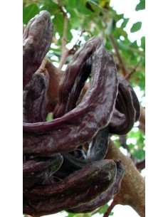 Pianta di Ceratonia Siliqua Cespuglio Carrubo in Vaso da...