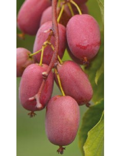 Pianta di Kiwi Arguta Rosso a Polpa Rossa (Femmina) in...