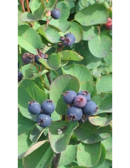 Pianta di Pero Corvino Prince William in Vaso da 15 cm