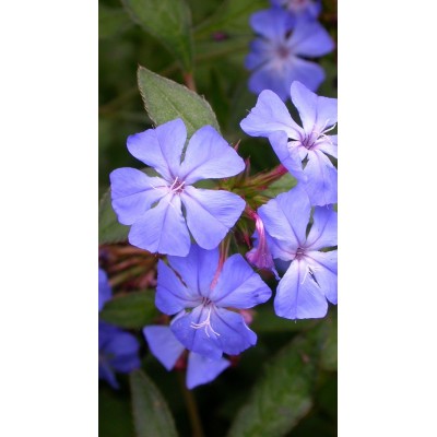 Ceratostigma Willmottianum Vaso 19 cm | Fiori Blu