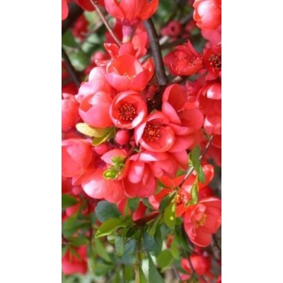 Chaenomeles Japonica Rubra Vaso 24 cm | Fiori Rossi