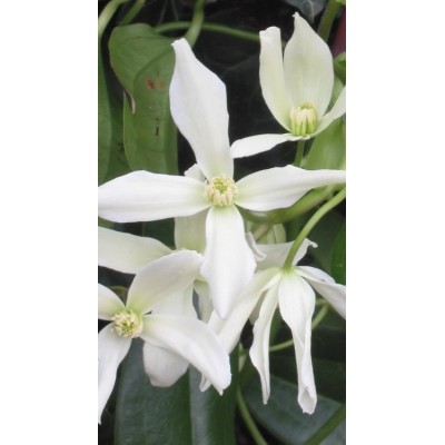 Clematis Armandii Vaso 11 cm | Rampicante Sempreverde