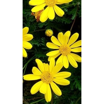 Euryops Pectinatus Vaso 24 cm | Margherita Gialla