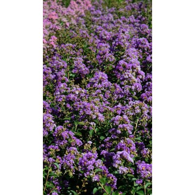 Lagerstroemia indica Powhatan - Vaso 19cm | Lillà delle Indie Viola