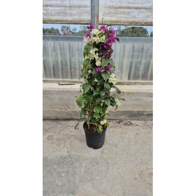 Bouganvillea Sanderiana Bicolore Vaso 17 – Pianta Rampicante da Fiore per Sole