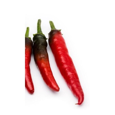 Peperoncino Viagra del Cile Vaso 14 – Pianta Piccante da Orto e Balcone