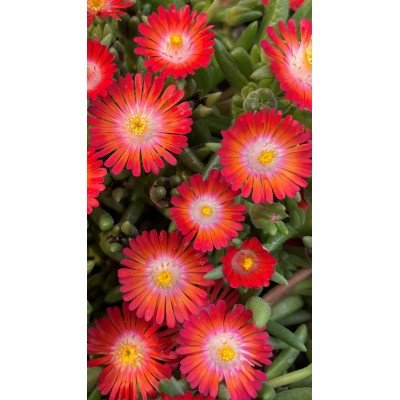 Delosperma Multicolor Vaso 14 – Pianta Succulenta Fiorita per Giardino e Bordure