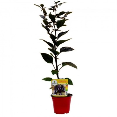 Peperoncino Pymenta da Neide Vaso 14 – Pianta Ornamentale Scura e Piccante