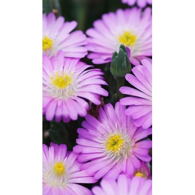 Delosperma Multicolor Vaso 14 – Pianta Succulenta Fiorita per Giardino e Bordure