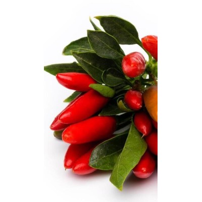Peperoncino Mazzetti Rosso Vaso 14 – Pianta Produttiva con Frutti a Grappolo