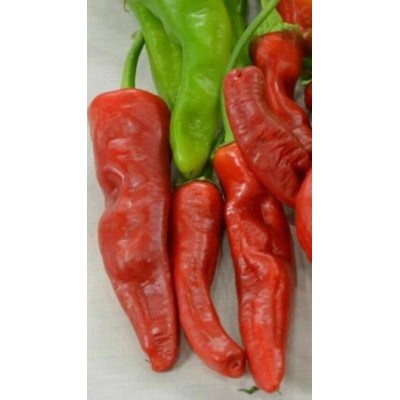 Peperoncino Baklouti Vaso 14 – Pianta Aromatica Poco Piccante