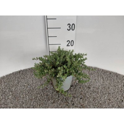 Pianta di Drosanthemum (Barba di Giove) Vaso 14 – Fioritura Colorata e Resistente