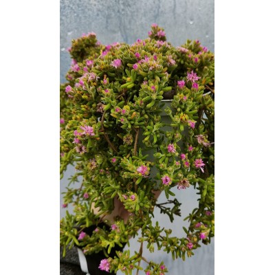 Drosanthemum Vaso 14 – Pianta Succulenta Barba di Giove Resistente al Sole