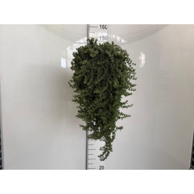 Drosanthemum Vaso 18 – Pianta Succulenta Barba di Giove Resistente al Sole
