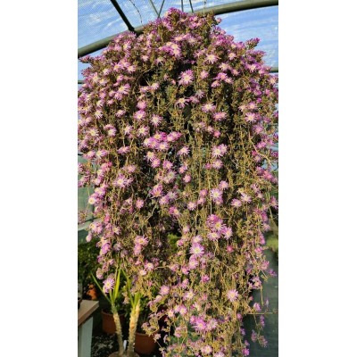 Drosanthemum Vaso 18 – Pianta Succulenta Barba di Giove Resistente al Sole