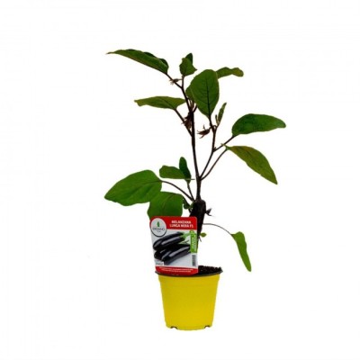 Melanzana Lunga Nera F1 Innestata – Pianta Produttiva da Orto