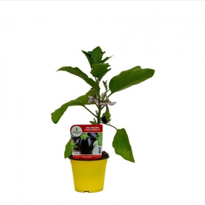 Melanzana Ovale Nera F1 Innestata – Pianta Produttiva da Orto