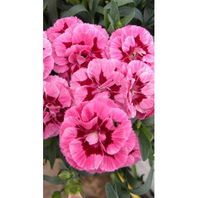 Garofanino Menorca Vaso 14 – Pianta da Fiore Colorata per Balcone e Giardino