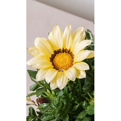 Pianta di Gazania Vaso 14 – Fiori Colorati Resistenti al Sole