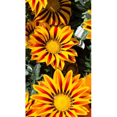 Gazania Vaso 14 – Pianta da Fiore Decorativa e Resistente al Sole