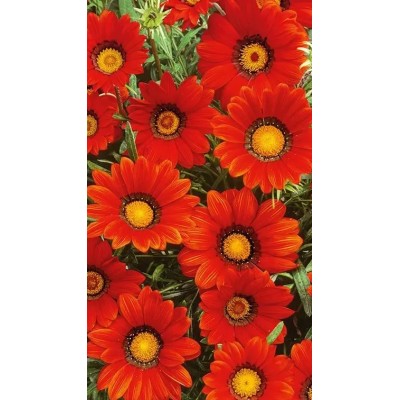Pianta di Gazania Vaso 14 – Fiori Colorati Resistenti al Sole