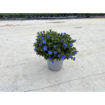 Lithodora Vaso 14 – Pianta Ornamentale Fiorita per Giardino e Vasi