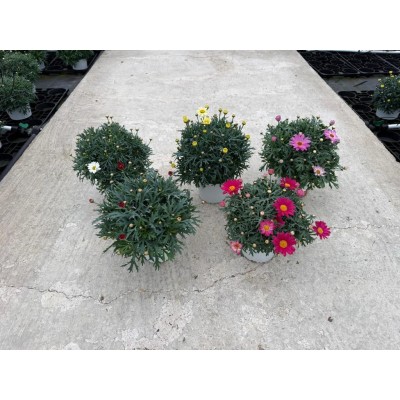 Pianta di Margherita Colorata Vaso 14 – Fiori Allegri e Decorativi