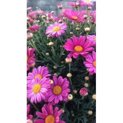 Pianta di Margherita Colorata Vaso 14 – Fiori Allegri e Decorativi