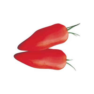 Pomodoro Corno Gigante Innestato – Pianta Produttiva per Orto