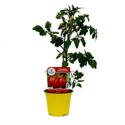 Pomodoro Beefmaster Innestato – Pianta da Orto con Frutti Giganti