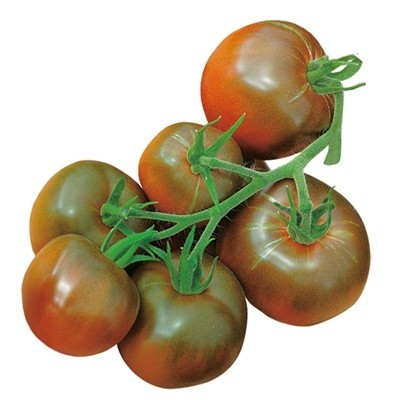 copy of copy of copy of copy of copy of copy of copy of copy of copy of copy of copy of copy of copy of Pianta di Peperoncino Vi