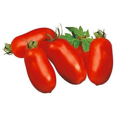 Pomodoro San Marzano Gigante F1 Innestato – Pianta da Orto per Sughi
