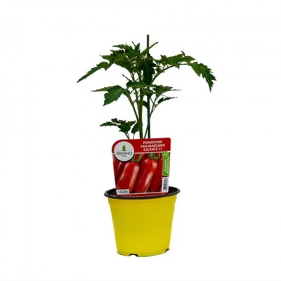 Pomodoro San Marzano Gigante F1 Innestato – Pianta da Orto per Sughi