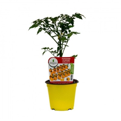 Pomodoro Ciliegino Giallo Innestato – Pomodorini Dolci per Insalata