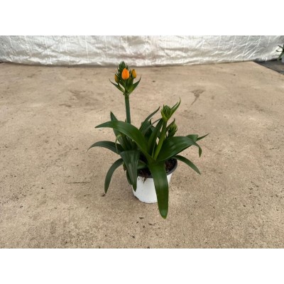 Pianta di Ornithogalum Arancione Vaso 14 – Fioritura a Stella Decorativa
