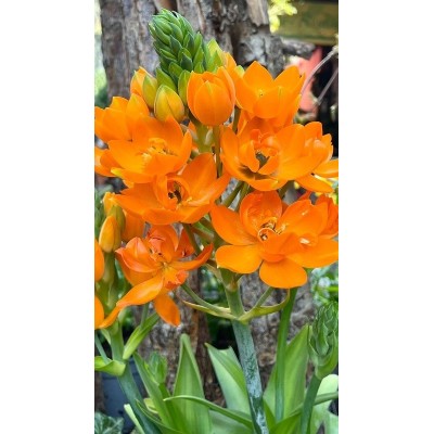 Ornithogalum Arancione Vaso 14 – Pianta Fiorita Decorativa da Interno ed Esterno