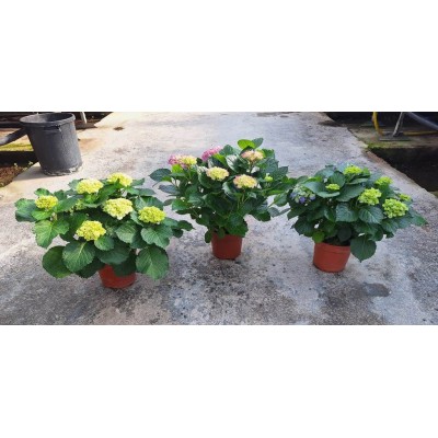 Ortensia Vaso 19 cm – Pianta Fiorita per Balcone e Giardino