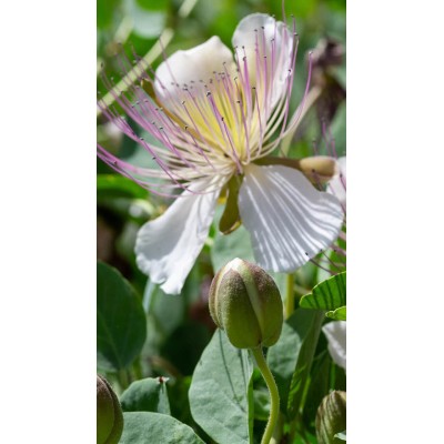 Cappero Vaso 14 – Pianta Aromatica Mediterranea da Coltivare