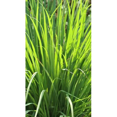 Citronella Lemongrass Vaso 14 – Aromatica, Decorativa e Antizanzare